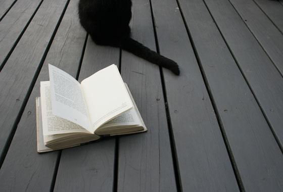 cat and book
